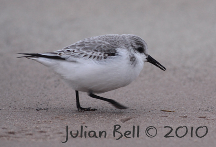Sanderling