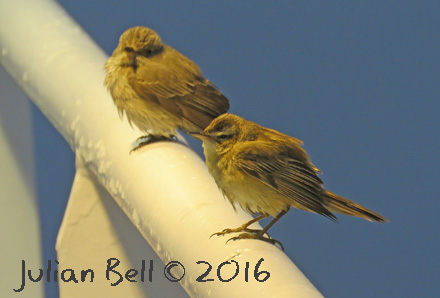 Sedge Warbler with Spotted Flycatcher, Danish Sector, May 2016