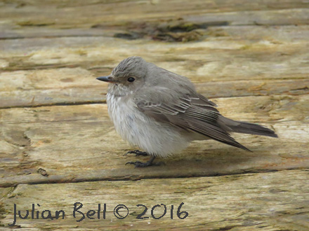Gannet with fishing lineMigrating Spotted Flycatcher offshore in Danish Sector, May 2016
