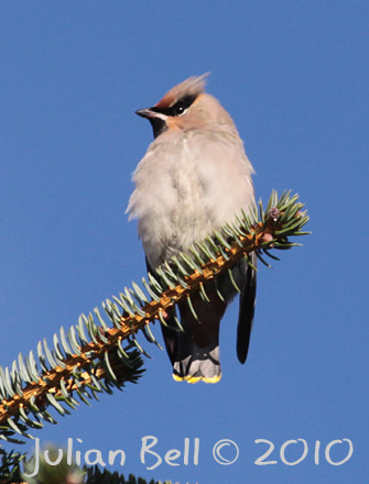 Waxwing feeding on Juniper berries