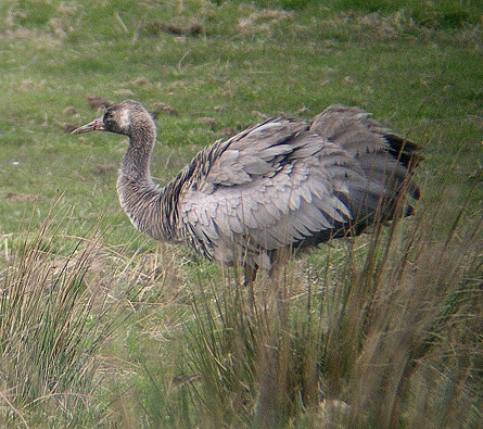 Common Crane, Beal, near Lindisfarne