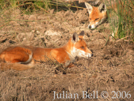 Red Fox