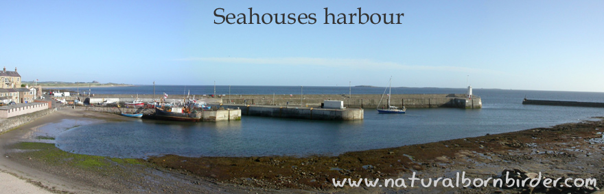 Seahouses harbour